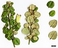 SpeciesSub: var. nummulariifolia